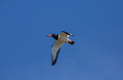 Low angle view of seagull flying against sky