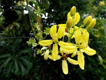 Close-up of yellow flower