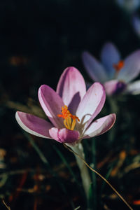 Close-up of purple crocus flower