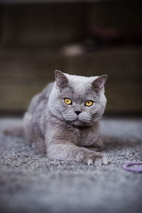 Close-up portrait of cat relaxing on floor