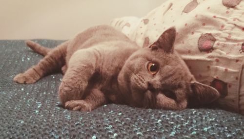pets