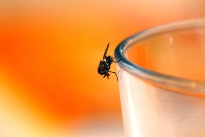 Close-up of insect on glass