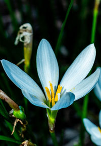 Close-up of white crocus flower