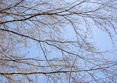 Low angle view of bare tree against clear blue sky