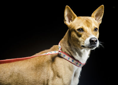 Close-up portrait of a dog