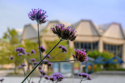 Close-up of pink flowers against clear sky