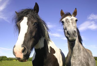 View of a horse on field against sky