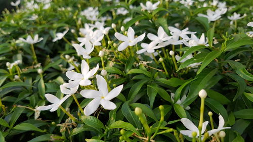 Close-up of white flowers blooming outdoors