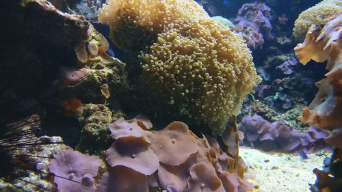 Close-up of fish in sea