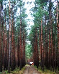 Road amidst trees in forest