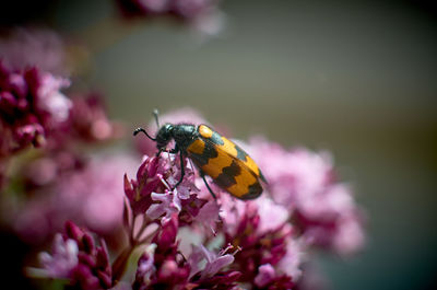 Close-up of butterfly pollinating on flower