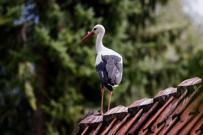 Close-up of bird perching outdoors