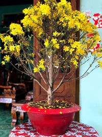 Close-up of potted plant on table