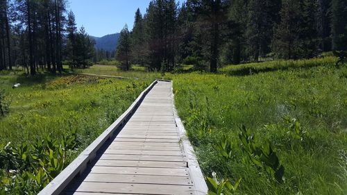 Boardwalk amidst trees on land