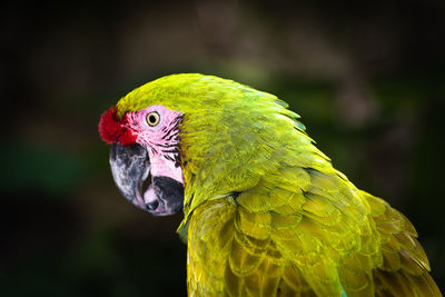 Close-up of parrot