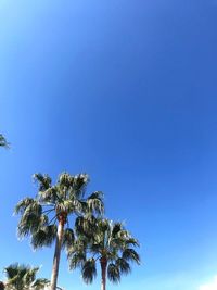 Low angle view of coconut palm tree against blue sky
