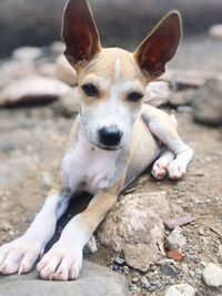 Portrait of dog relaxing on rock