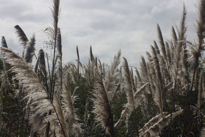 Close-up of reed growing in field