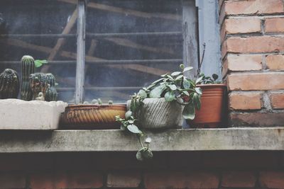 Potted plants on window sill