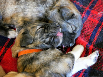 Close-up of dog relaxing on blanket