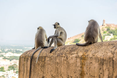 Monkey sitting on the wall