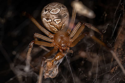 Close-up of spider