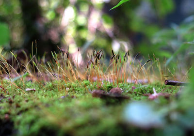 Close-up of plants growing outdoors