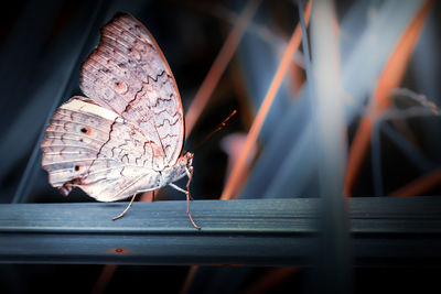 Close yp of butterfly take a rest on grass blade