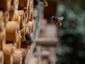 Close-up of bee flying