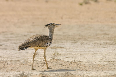 Bird standing on sand