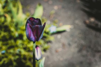 Close-up of purple crocus