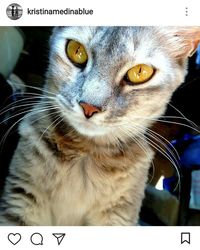 Close-up portrait of cat