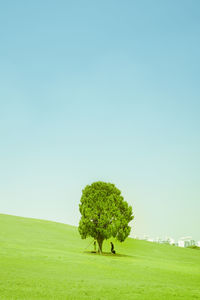 Alone tree on field against clear sky 