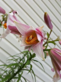 Close-up of pink flowers