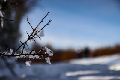 Close-up of snow covered plant against sky