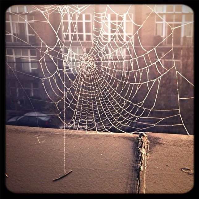 Winter spiderwebs