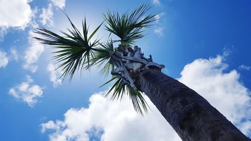 Low angle view of coconut palm tree against blue sky