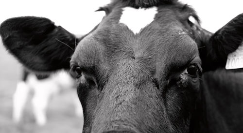 Close-up portrait of cow