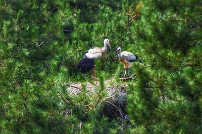 Birds perching on a tree