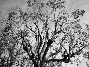 Low angle view of bare trees against sky