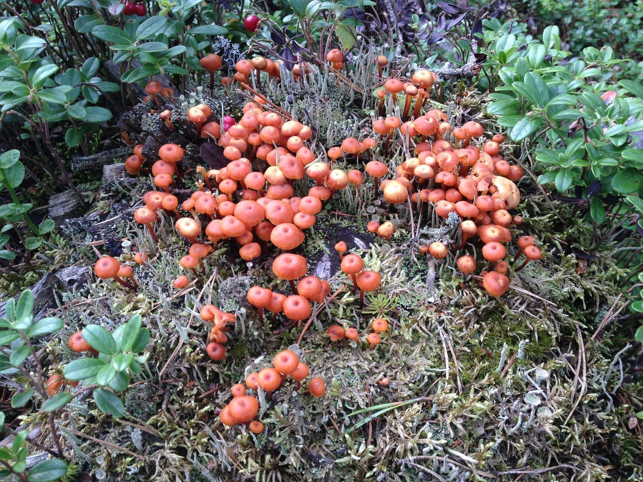 VIEW OF FRESH FRUITS