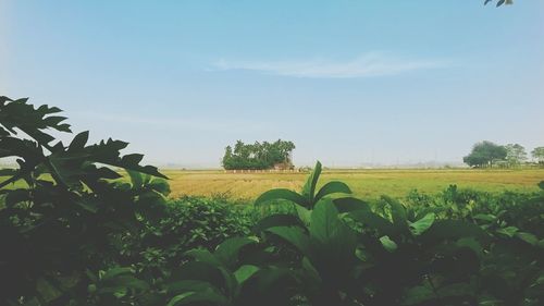 Scenic view of agricultural field against clear sky