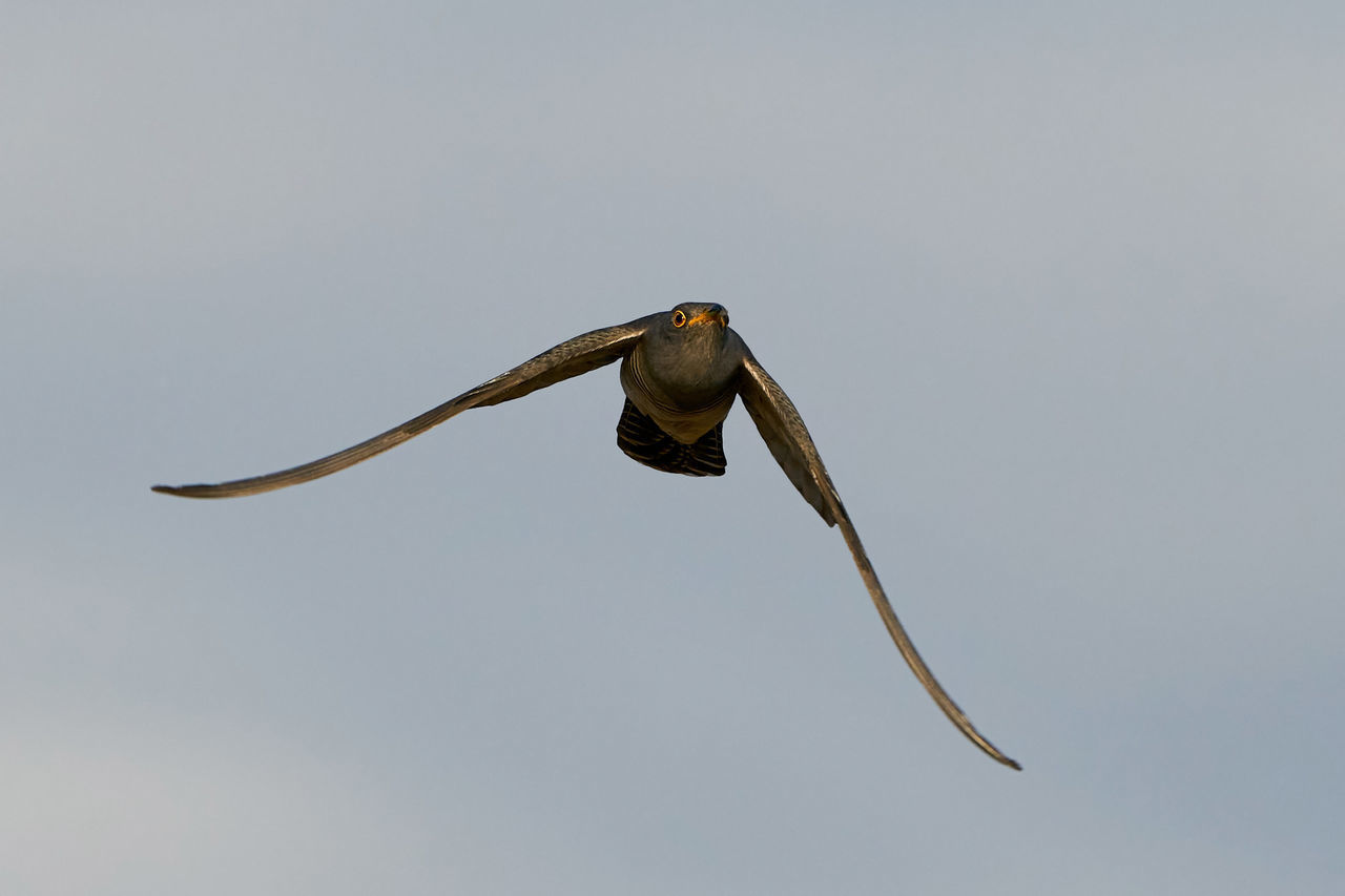 LOW ANGLE VIEW OF EAGLE FLYING