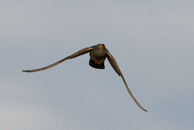 Low angle view of eagle flying in sky