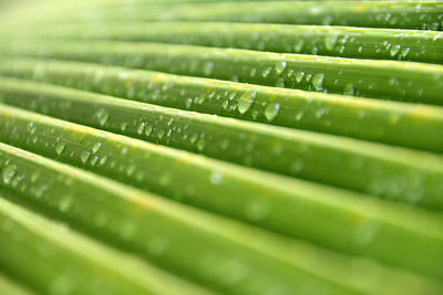 Full frame shot of green leaf