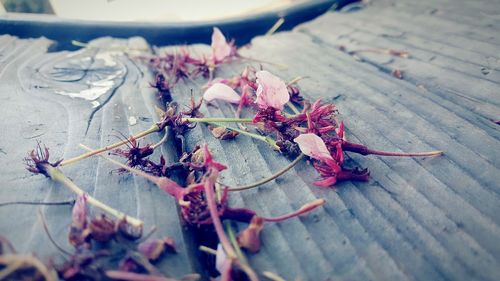 Close-up view of flower