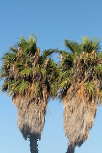 Low angle view of trees against clear blue sky