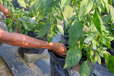 Midsection of person touching plant