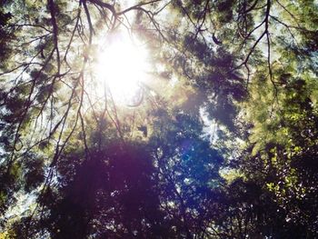 Sun shining through trees