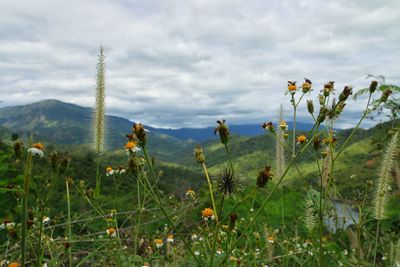 Plants growing on land against sky